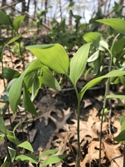 Polygonatum