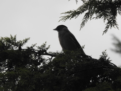 Garrulus lanceolatus
