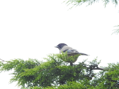 Garrulus lanceolatus