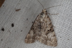 Dichromodes anelictis