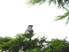 Garrulus lanceolatus