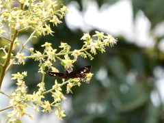 Seseria formosana