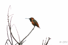 Selasphorus sasin