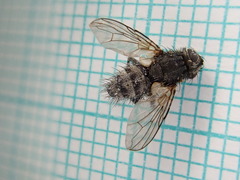 Triarthria setipennis