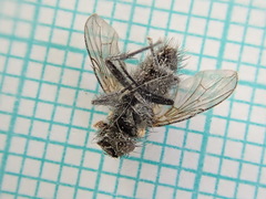 Triarthria setipennis