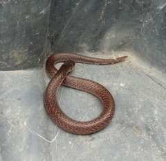 Atractus pantostictus