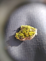 Microbryum rectum