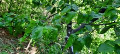 Carpinus orientalis