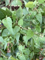 Fallopia dumetorum