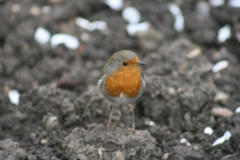 Erithacus rubecula
