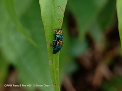 Endelus cupido