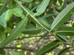 Capparis brassii