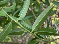 Capparis brassii