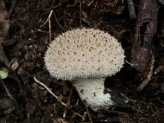 Lycoperdon bispinosum