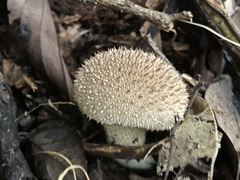 Lycoperdon bispinosum