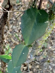 Cissus rotundifolia