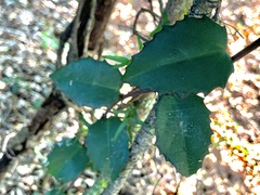 Cissus rotundifolia