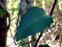 Cissus rotundifolia