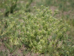 Acicarpha tribuloides