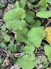 Tussilago farfara