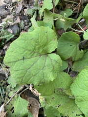 Tussilago farfara