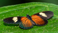 Castilia perilla