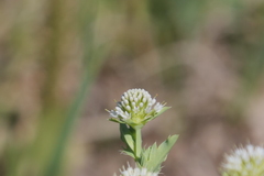 Acicarpha tribuloides