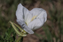 Oenothera centaurifolia