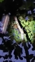 Galeopterus variegatus