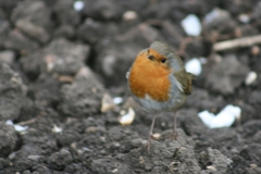 Erithacus rubecula