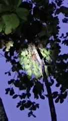 Galeopterus variegatus