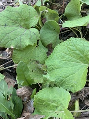Tussilago farfara