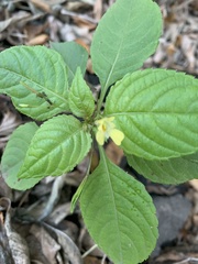 Impatiens parviflora