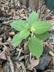 Impatiens parviflora