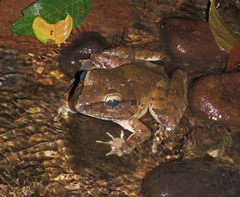 Limnonectes leporinus