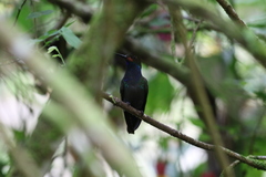 Urochroa bougueri