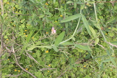 Lathyrus pusillus