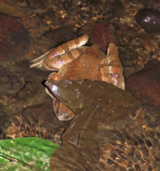 Limnonectes leporinus