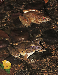 Limnonectes leporinus