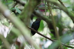 Urochroa bougueri