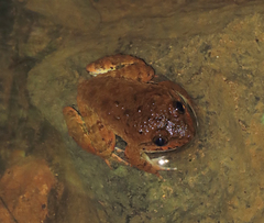 Limnonectes conspicillatus
