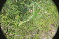 Lathyrus pusillus