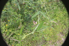 Lathyrus pusillus