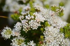 Agathosma cerefolium