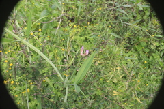 Lathyrus pusillus