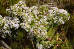 Agathosma cerefolium