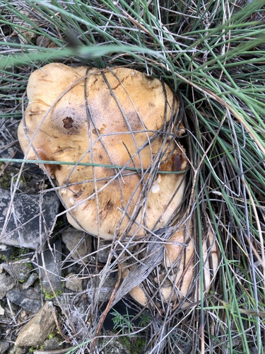 Hebeloma laterinum — (c) Naturalista, some rights reserved (CC BY)