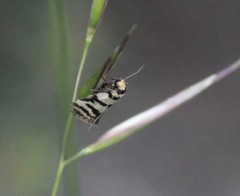 Philobota impletella