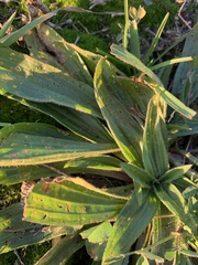 Plantago lanceolata