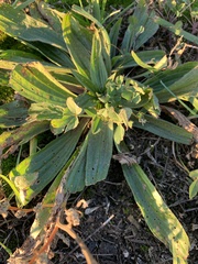 Plantago lanceolata